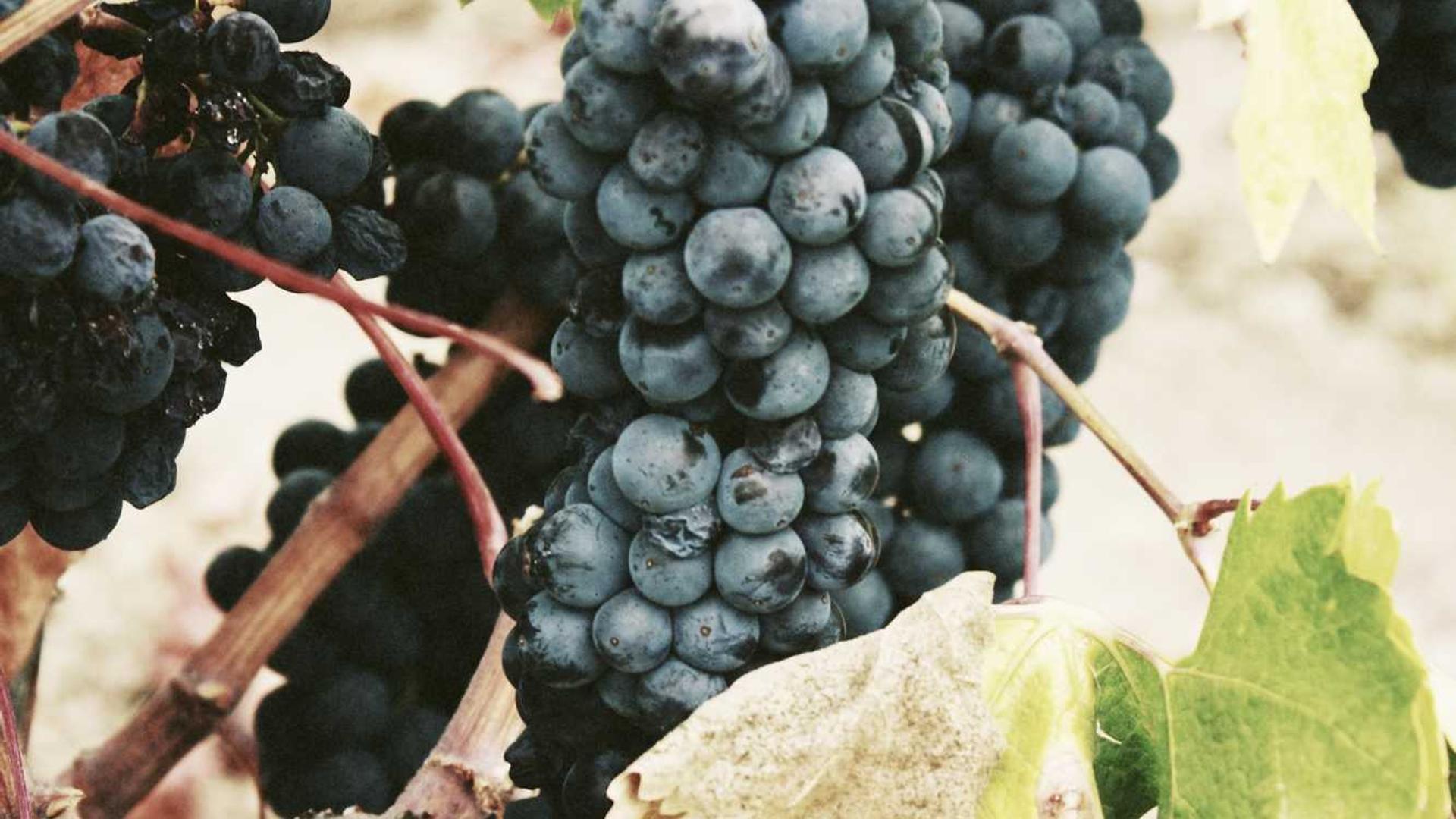 Vehicula Odio Per Hymenaeos